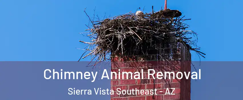  Chimney Animal Removal Sierra Vista Southeast - AZ