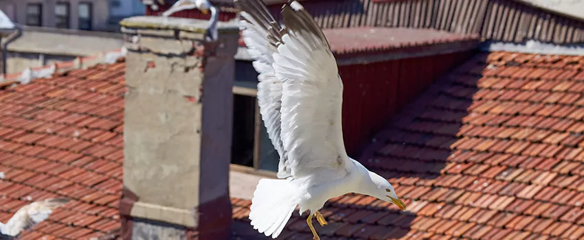 Residential Chimney Animal Removal Solution in Sierra Vista Southeast, AZ