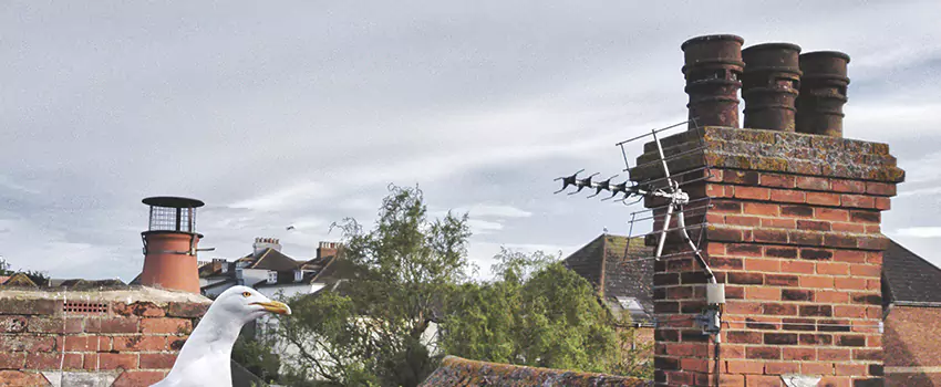 Chimney Cleaning And Restoration in Sierra Vista Southeast, Arizona